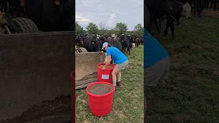 Lisa giving Mineral Tubs to Cows cattle cow farming femalefarmer agriculture justmakingit [upl. by Apollus]