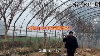 网红树沂蒙山小叶紫薇便宜了，6颗打包只要7千元 [upl. by Hermine585]