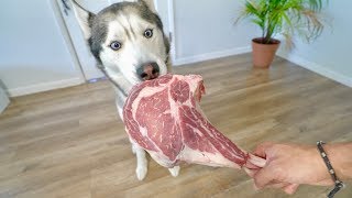 Dog vs 7 Pound Raw Meat Steak ASMR [upl. by Rebm881]