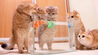 Kittens and Cats learn Сatches FISH 🐟🐠 Too funny Too cute [upl. by Gundry]