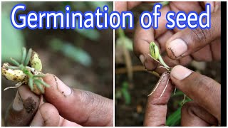 Germination of Seed  Stages of Germination  Plant Development stages  8th 9 th 10 th science [upl. by Hoo]