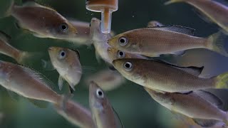 Cyprichromis leptosoma babies feedingartemia [upl. by Lolanthe370]