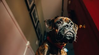 Training Your Boxer to Respond Calmly to Loud Noises [upl. by Nawak770]