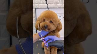 Round muzzle 🍩 doggroomingtips dogshorts groomer [upl. by Ifill966]