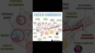 Sistema Genital Femenino y Ciclo ovarico y menstrual [upl. by Dittman]