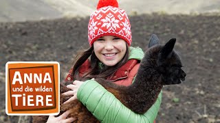 Lama amp Alpaka  Die Meisterspucker  Reportage für Kinder  Anna und die wilden Tiere [upl. by Farrel561]