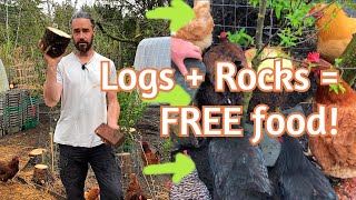 Free Chicken Food from Logs and Rocks [upl. by Eltsirc]