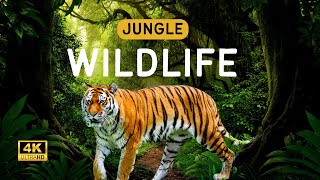 Animals of Amazon 4K  Animals That Call The Jungle Home  Amazon Rainforest Scenic Relaxation Film [upl. by Concordia830]