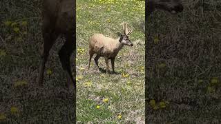 Huemul  Patagonia❤️ [upl. by Leik]