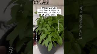 ÖĞRENEN HEMEN YETİŞTİRMEYE BAŞLIYOR SİVRİSİNEKLERİ YOK EDEN EN ETKİLİ BİTKİbilgiler paylaştıkc [upl. by Nich]