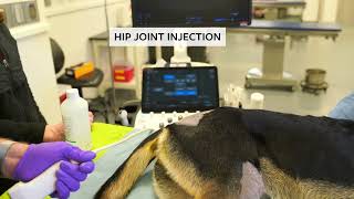 Ultrasoundguided arthrocentesis amp intraarticular injections of the hip amp shoulder joints in dogs [upl. by Acinad]