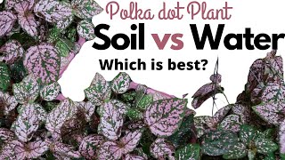 How to Propagate Polka Dot Plant Hypoestes Water vs Soil Propagation HD 1080p [upl. by Nyrad]