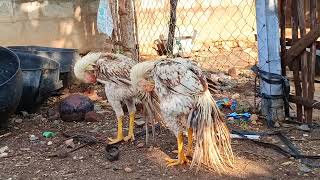 Naveen pvelur Top quality breeds kovilpatti line long amptemper tails 6 months [upl. by Hartfield288]