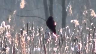 Red Wing Blackbird On CatTail [upl. by Irak57]