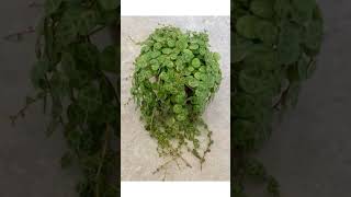 Suculenta colar de tartarugas peperomia prostrata shortvideo [upl. by Wentworth454]