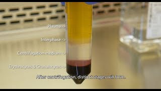 Isolate PBMCs with Lymphopure™ [upl. by Rianna]