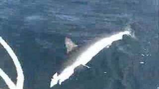 Hammerhead Shark Fishing Long Island NY [upl. by Alver]