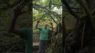 Trained Wisteria Structure gardening climbingplants scented ideas explore adventure gardens [upl. by Gareth217]