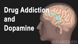 Mechanism of Drug Addiction in the Brain Animation [upl. by Granville369]