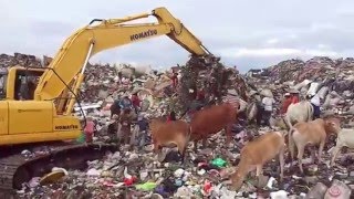 Life in a landfill slum [upl. by Beeck812]