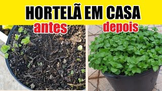 Como cultivar HORTELÃ em casa e deixar BEM CHEIA FAÇA HOJE MESMO [upl. by Akimert]