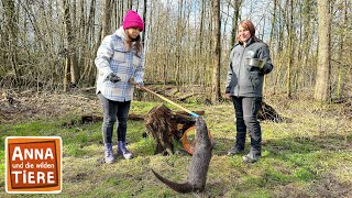 Schwimmkurs für die Fischotter  Reportage für Kinder  Anna und die wilden Tiere [upl. by Eicaj795]