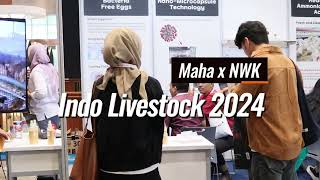 Maha x Nae Woi Korea  Indo Livestock 2024 [upl. by Margherita]