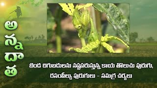 IPM for Fruit borer amp sucking pests in lady finger  ETV [upl. by Ashlin]