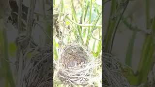 CloseUp Footage of Birds Nesting and Feeding [upl. by Ecyt]