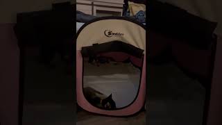 Klee Kai puppies love new bed Siedihit Def recommend from Lucky Charm Farms Beverly Hills Florida [upl. by Robert]