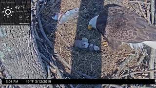 Second Eaglet 23 Hatching at Port Tobacco Eagle Nest [upl. by Karim]