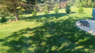 Overseeding Update on Customer Lawn [upl. by Costanza]