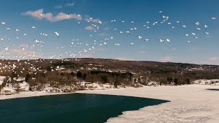 Aerial view of a snow geese flock over Jamesville Beach [upl. by Krys]