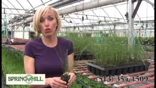 Pink Muhly Grass  Spring Hill Nursery [upl. by Dodi]