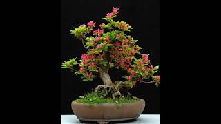 Bonsai culture [upl. by Kin]