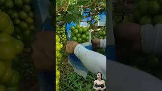 Shine Muscat Japanese green grapes 🍇 shorts harvesting fruit farm grape [upl. by Karry]