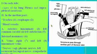 03Thorax anatomy thoracic inletampthoracic cage الدكتور احمد كمال [upl. by Llacam213]