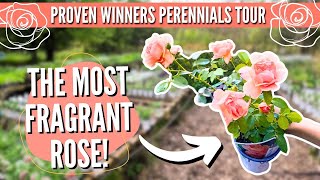 Nursery Tour The EASIEST Perennials to Grow [upl. by Dixon]