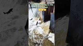 Salmon Jumping on the Fish Ladder shorts fishing nature [upl. by Adnema]