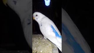 White budgie  shorts  Mbk birds zone ⚡ birds chicken lovebirds budgies [upl. by Ellennod]