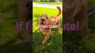 ❤️SUBSCRIBE IF PUPPY IS CUTE❤️ shorts puppy dog [upl. by Ahsinam]