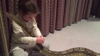 5 year old and 10ft Reticulated python showing the gentlest of snake behaviours [upl. by Mano]