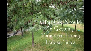 The Incredible Edible Tree  Honey Locust [upl. by Anovahs]