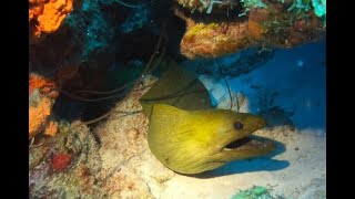 Swimming Moray ©Diver Dan 217 [upl. by Eaner]