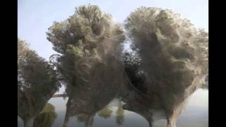 Spider Web Trees after flood in Pakistan [upl. by Fleck]