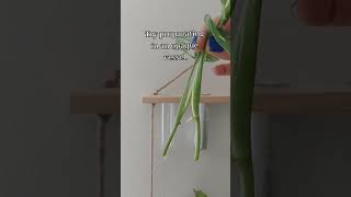 propagation adansonii monstera swisscheeseplant hack tips plants shorts short houseplant [upl. by Ocnarf]