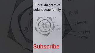 Floral diagram of solanaceae family easy pratical youtubeshorts [upl. by Dzoba938]