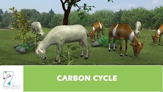 CARBON CYCLE [upl. by Marillin660]