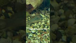 Green Aeneus Cory Catfish  A New Addition To The Aquarium [upl. by Hcirdeirf727]