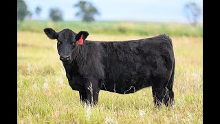 Reimann Pasture Sale 2024  Tag 105 [upl. by Evot708]